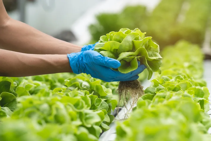 Aquaponics