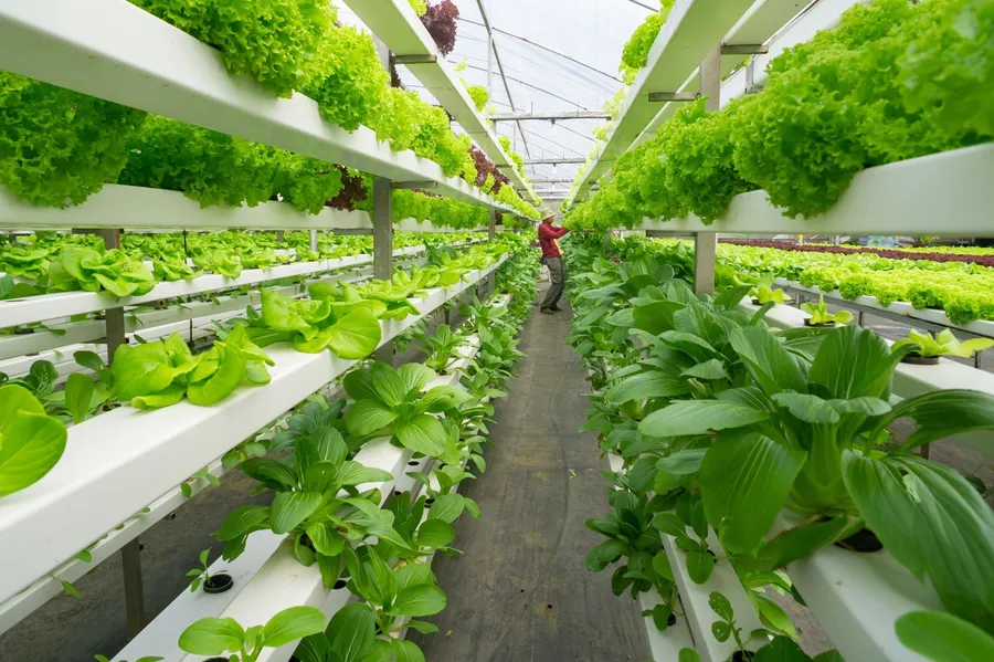 Vertical Farming